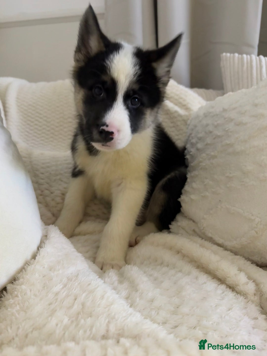 Huskita dogs for sale: READY NOW Huskita Puppies - Advert 20