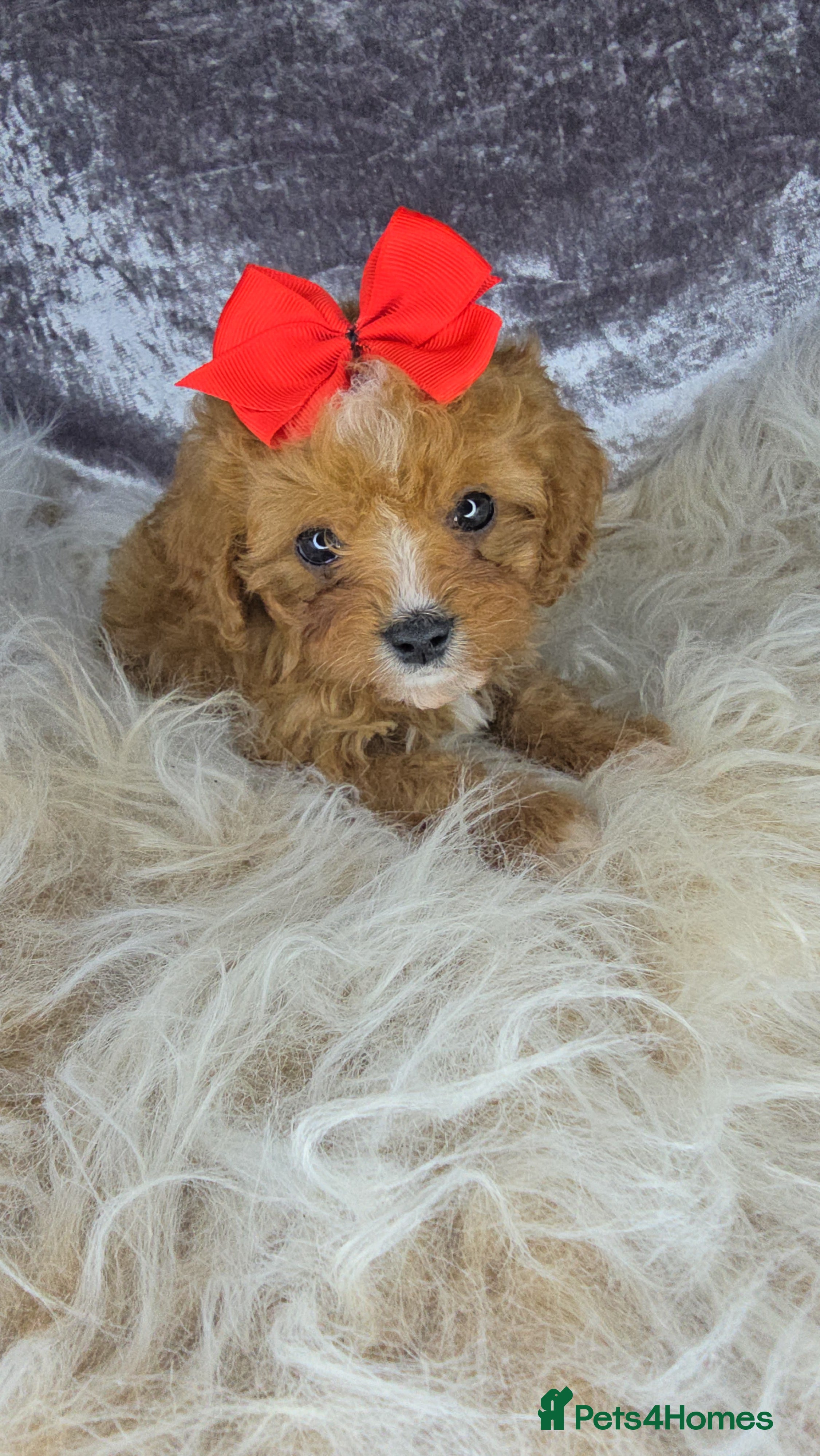 Cavapoo dogs ❤️❤️TESTED CAVAPOOS❤️❤️SMALL TOY PUPS ❤️ DNA CLEAR - Advert 1