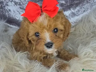 Cavapoo dogs ❤️❤️TESTED CAVAPOOS❤️❤️SMALL TOY PUPS ❤️ DNA CLEAR - Advert 5