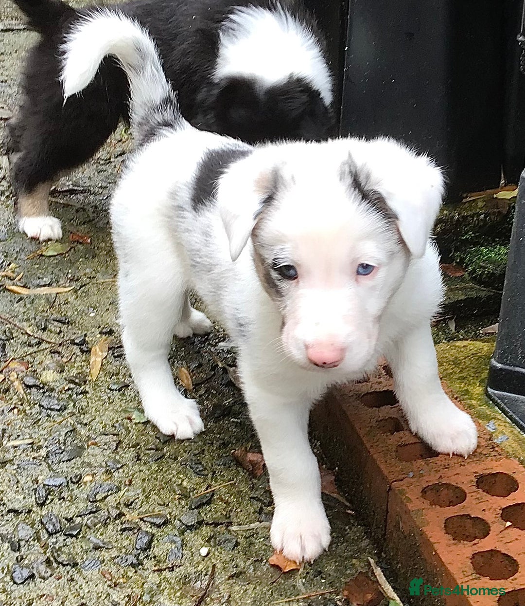 Border Collie dogs for sale: Litter 2 Blue Merles 1 Black and White collie pups - Image 3