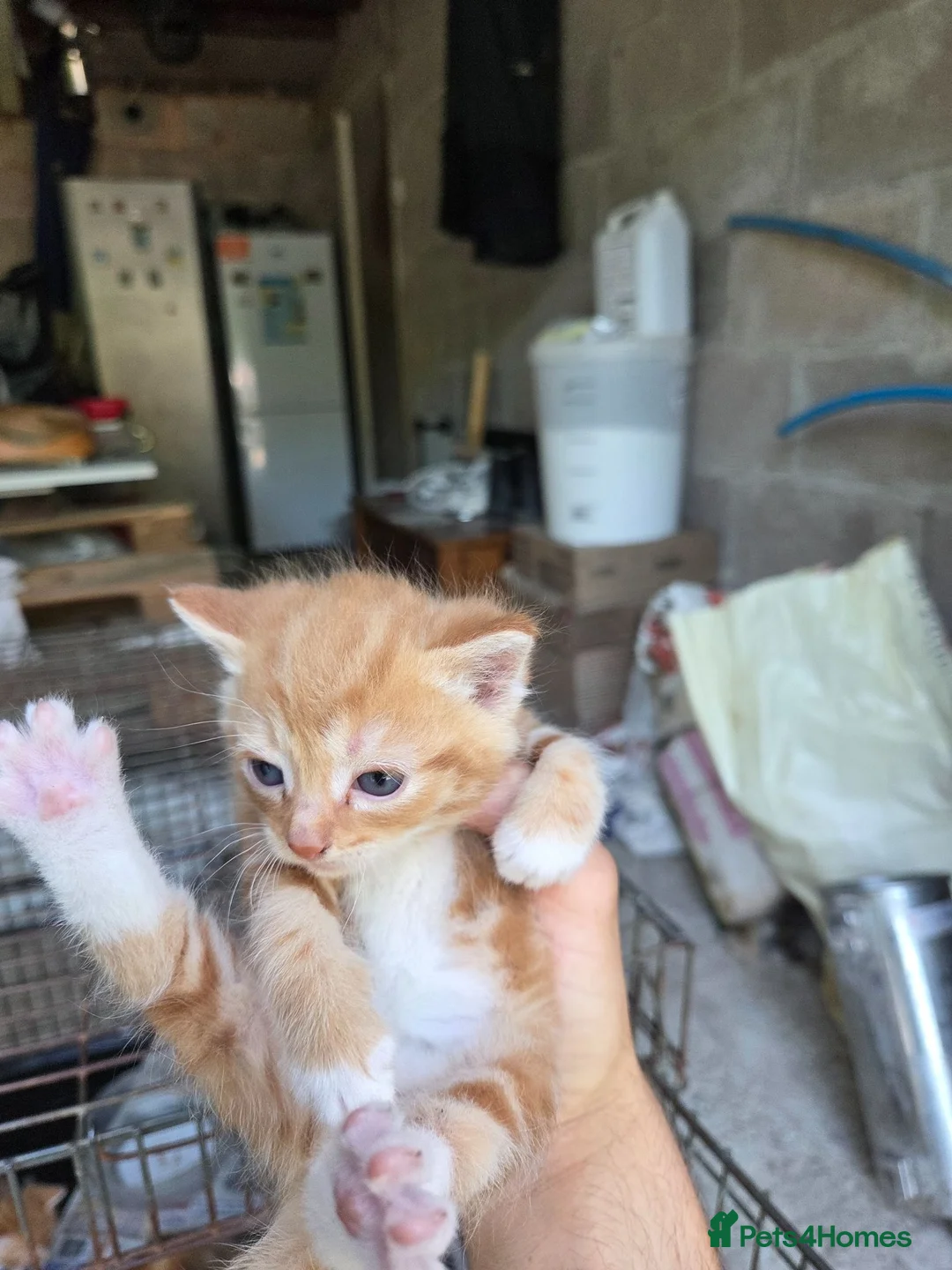 Mixed Breed cats for sale: Ginger kittens  - Advert 1