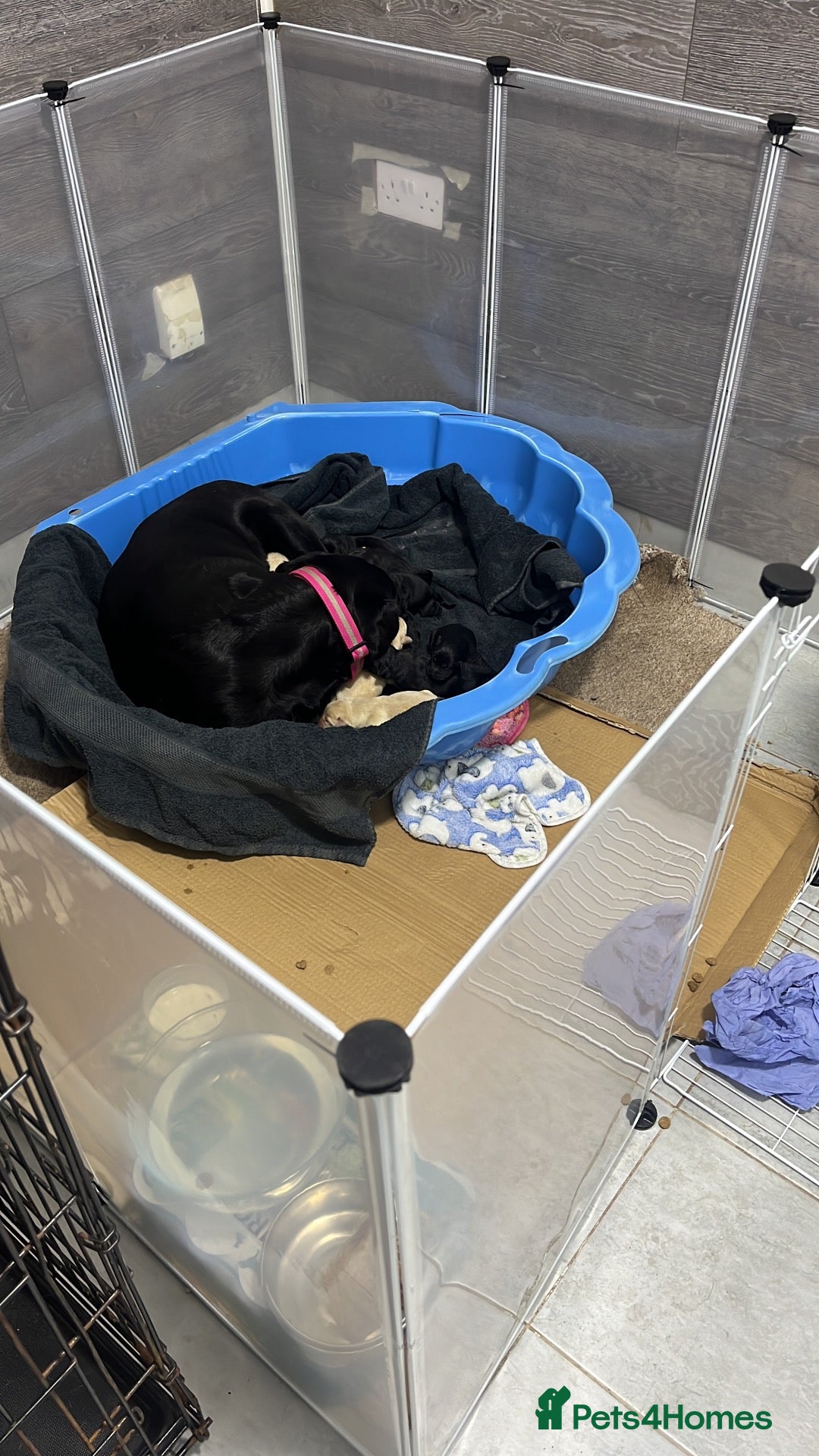 Labrador Retriever dogs 🫶🏻KC Lab Retriever 11.10.2026  - Advert 1