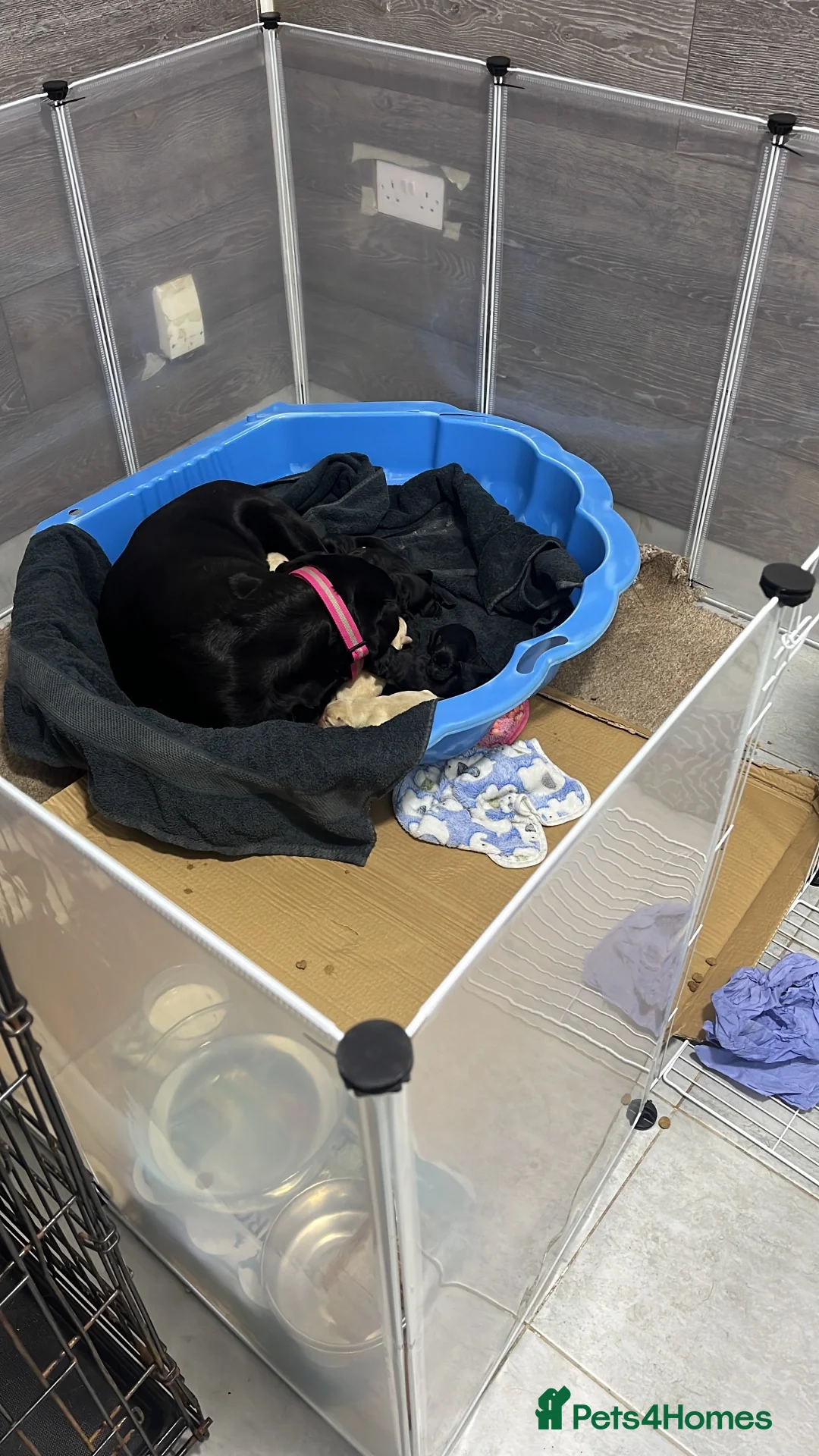 Labrador Retriever dogs for sale: 🫶🏻KC Lab Retriever 11.10.2026  - Advert 1
