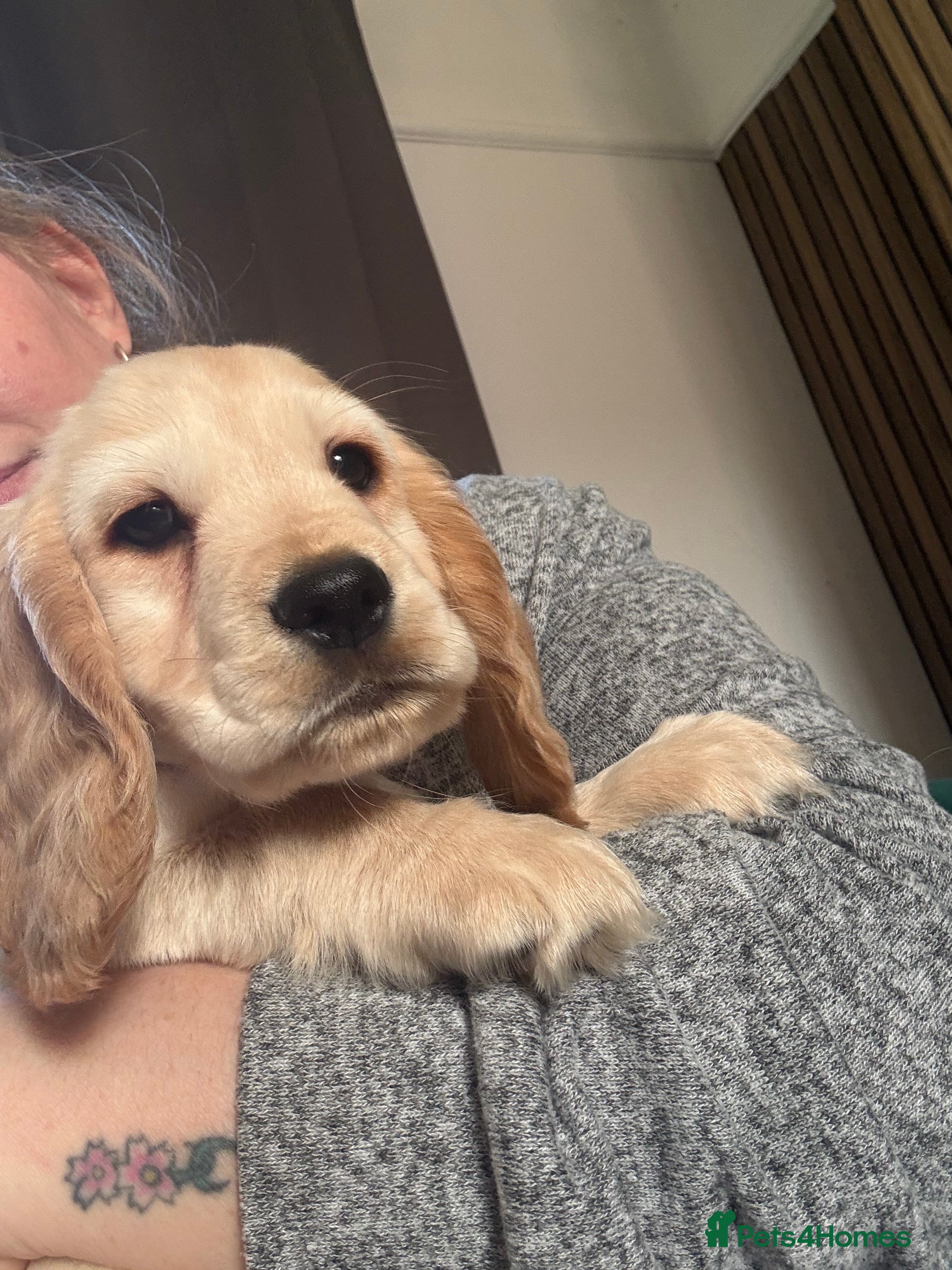 Cocker Spaniel dogs Stunning Cocker Spaniel  ready to leave  - Advert 16