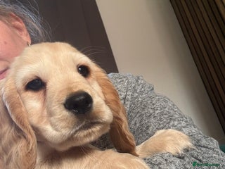 Cocker Spaniel dogs Stunning Cocker Spaniel pups - Advert 1