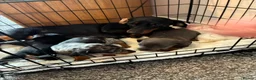 Miniature Dachshund dogs for sale: Miniature dachshund puppies - Advert 7
