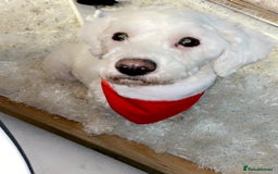 Bichon Frise dogs for sale: Bichon frise 4 year old male stud for sale - Image 4