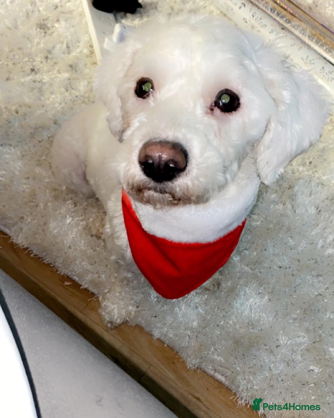 Bichon Frise dogs for sale: Bichon frise 4 year old male stud for sale - Image 4