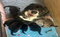 Bordoodle dogs for sale: Bordoodles Raised Right ✨ - Image 3