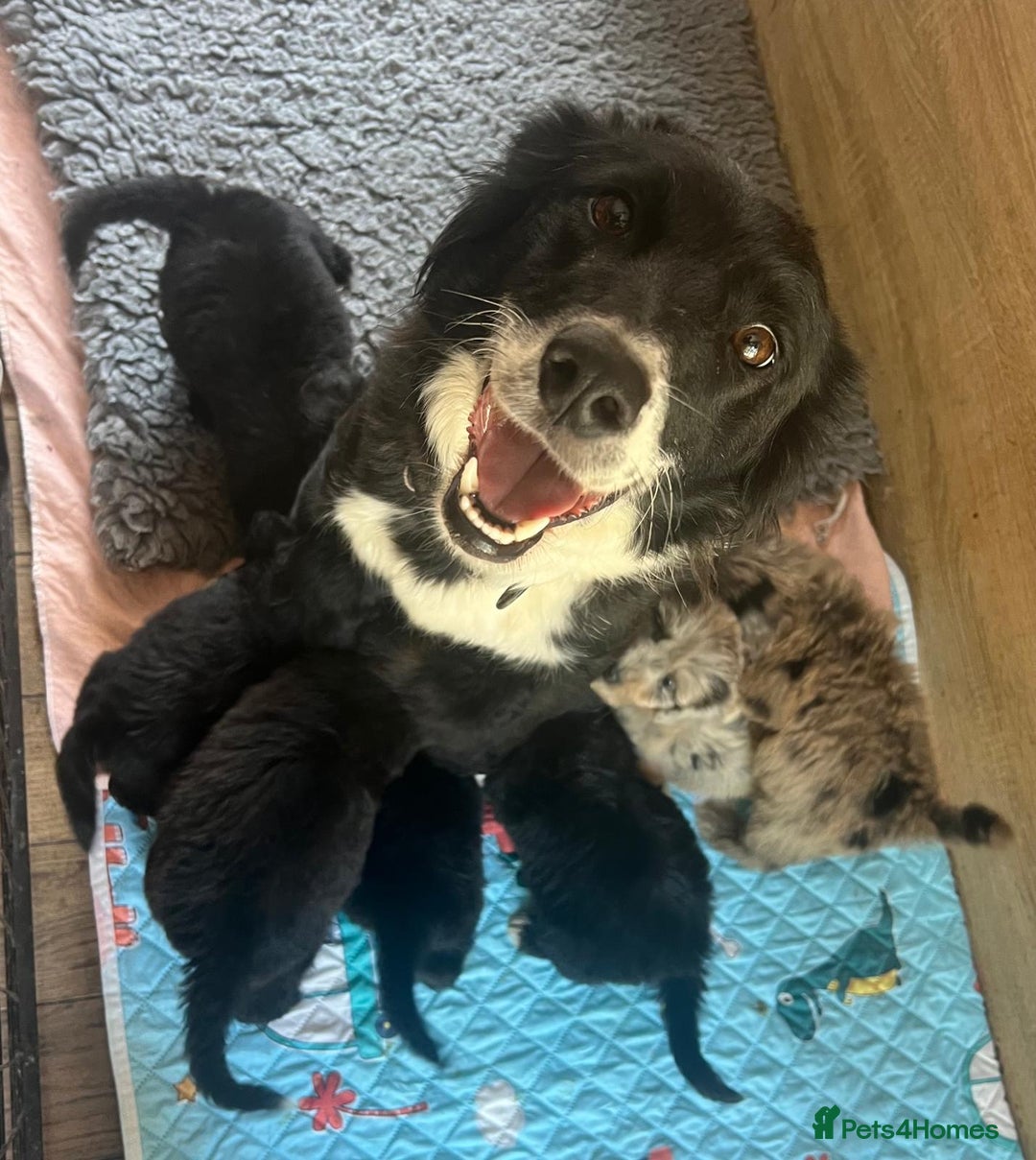 Bordoodle dogs for sale: Bordoodles Raised Right ✨ - Image 3