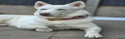 Siberian Husky dogs for sale: Please read advert! 2 huskies in need of a home  - Advert 3
