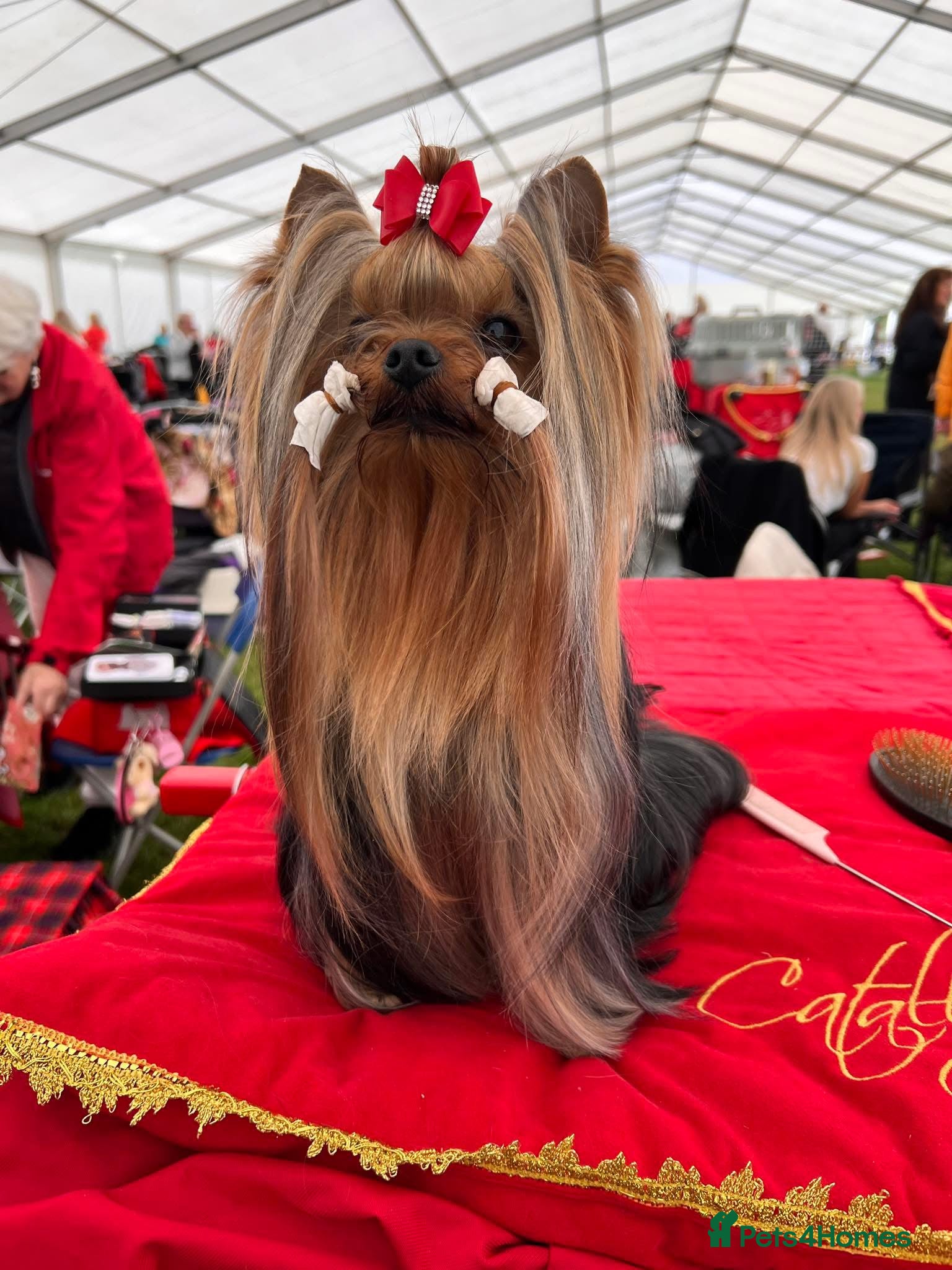 Yorkshire Terrier dogs KC REG UK Champion 🏆Yorkshire terrier for STUD in Kettering - Advert 2