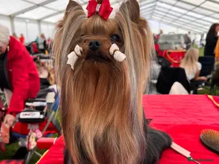 Yorkshire Terrier dogs KC REG UK Champion 🏆Yorkshire terrier for STUD in Kettering - Advert 2