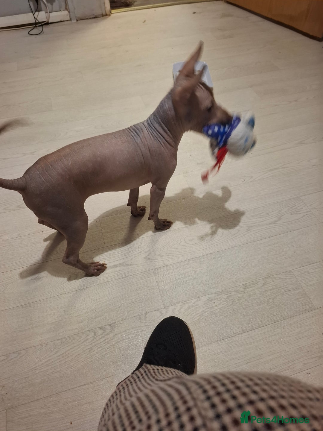 Mexican Hairless dogs for sale: Beautiful little boy 18week old - Advert 3