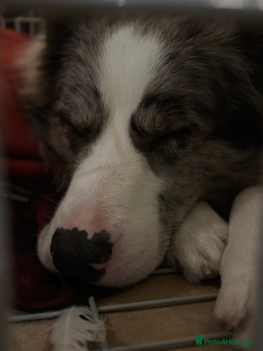 Border Collie dogs for sale: Lucky - The most smartest and CUTEST dog ever!!  - Image 7