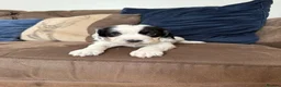 Cocker Spaniel dogs for sale: Beautiful cocker spaniel puppies  - Advert 3