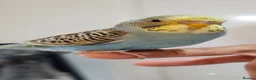 Budgerigars birds for sale: Budgies 2 months 4 Months and 6 months old  - Advert 8