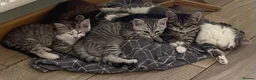 Mixed Breed cats for sale: Beautiful kittens ready now  - Advert 4