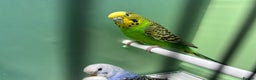 Budgerigars birds for sale: Budgies for sale, cages available, in good health - Advert 16