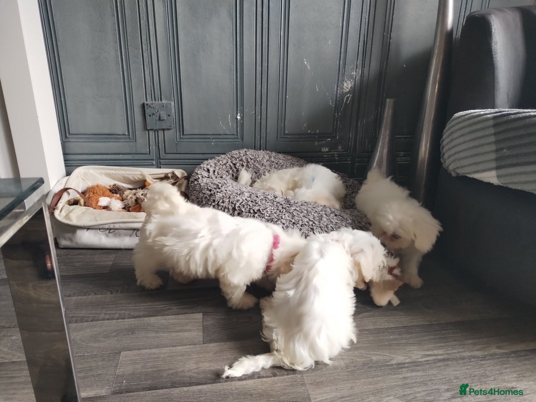 Maltese dogs for sale: Adorable Maltese Puppies for Sale.! - Image 8