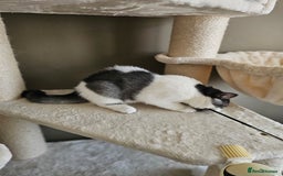 British Shorthair cats for sale: ✨SUPER CUDDLY BOY ✨ Total lap cat ✨ Rare colour ✨ in Biggleswade - Image 8