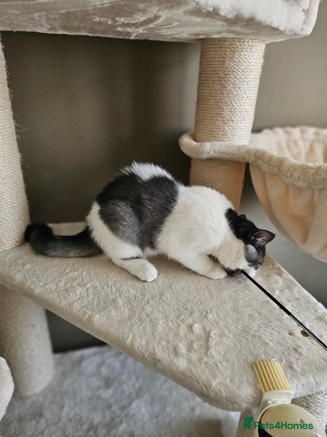 British Shorthair cats for sale: ✨SUPER CUDDLY BOY ✨ Total lap cat ✨ Rare colour ✨ in Biggleswade - Image 8