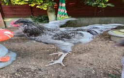 Chickens poultry for sale: Blue British tailed Araucana boy  - Image 5