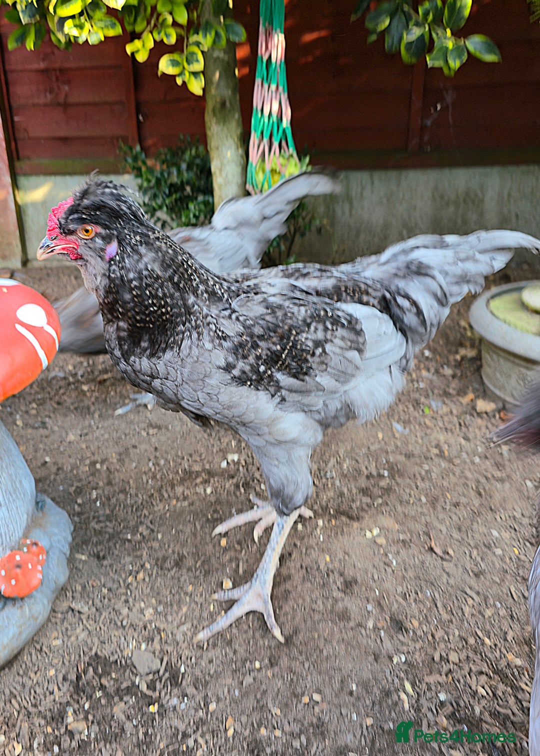 Chickens poultry for sale: Blue British tailed Araucana boy  - Image 5