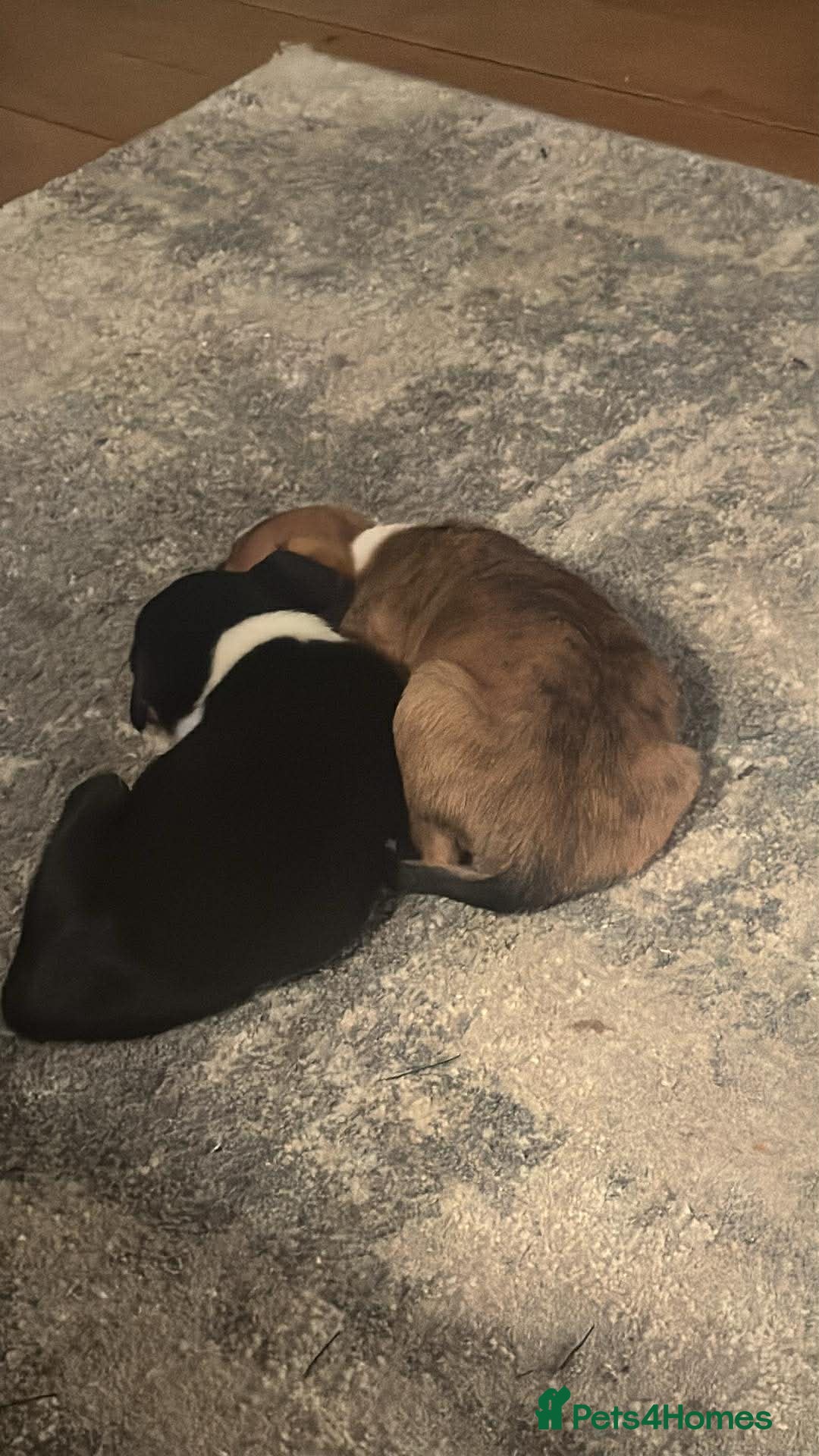 Mixed Breed dogs for sale: Pups for sale  - Advert 14