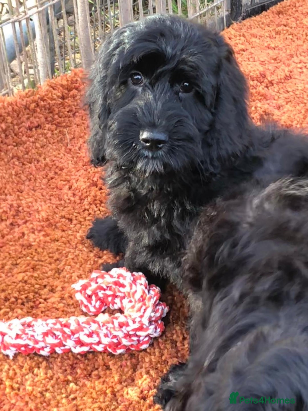 Cockapoo dogs for sale: Beautiful cockapoo f1 puppies - Image 10