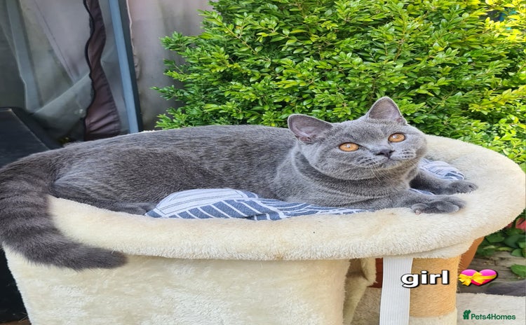 British Shorthair cats - Advert 1