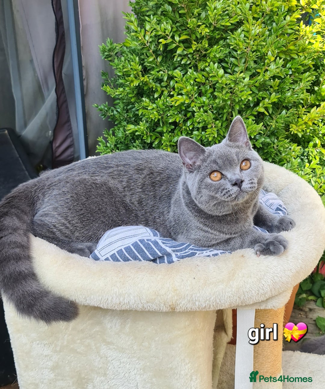 British Shorthair cats for sale: GCCF Lilac,Blue,Bicolor quality BSH kittens  - Image 2