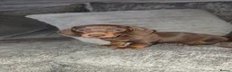 Miniature Dachshund dogs for sale: Miniature DACHSHUND  - Advert 16