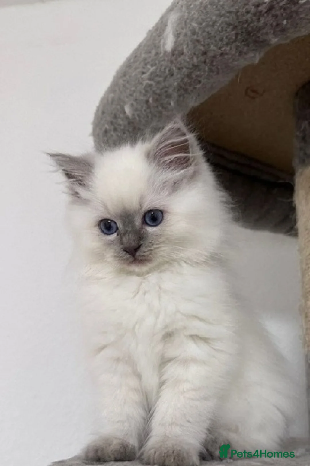 Ragdoll cats for sale: Family raised ragdolls kittens 7 weeks old - Advert 2