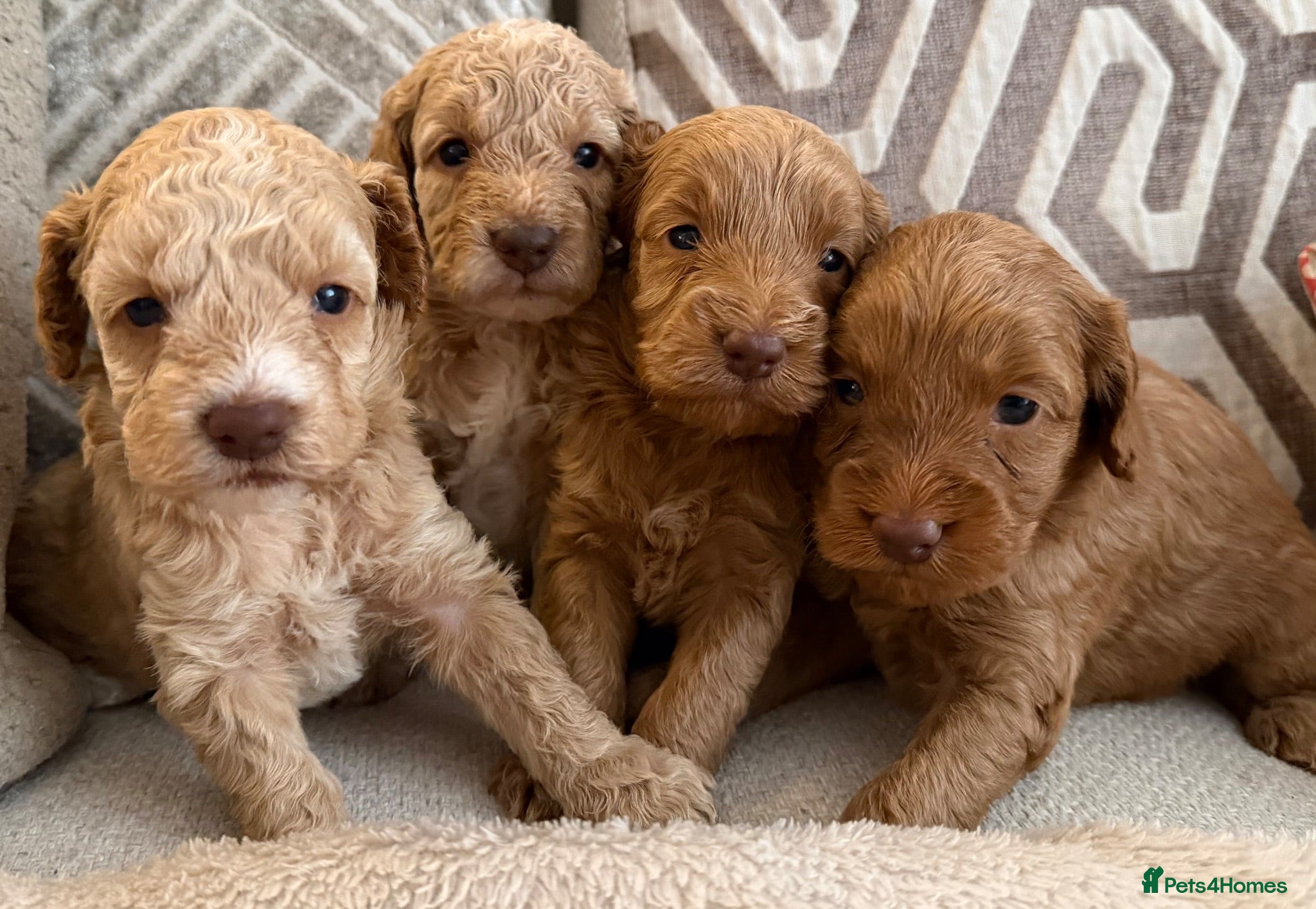 Cockapoo dogs ⭐⭐OUTSTANDING COCKAPOO PUPPIES⭐⭐ - Advert 1