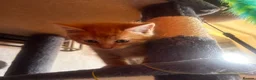 Mixed Breed cats for sale: Beautiful ginger kittens! in Chesterfield - Advert 7