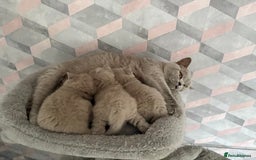 British Shorthair cats for sale: Champion Line British Shorthair Kittens - Image 26