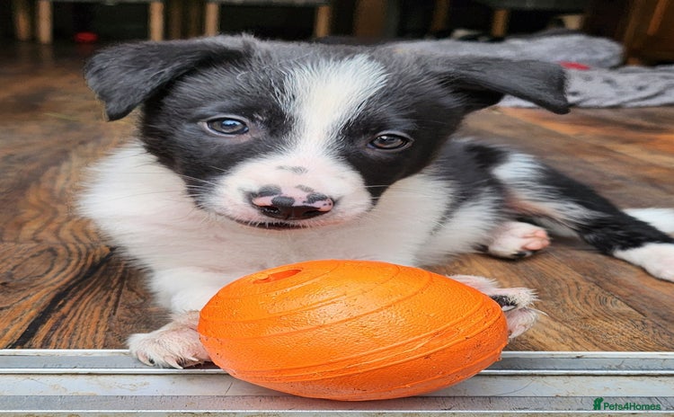 Border Collie dogs - Advert 6
