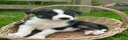 Border Collie dogs for sale: Border collie pups from working farm  - Advert 10