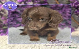 Miniature Dachshund dogs for sale: Gorgeous miniature dachshund babies long coats  - Image 2