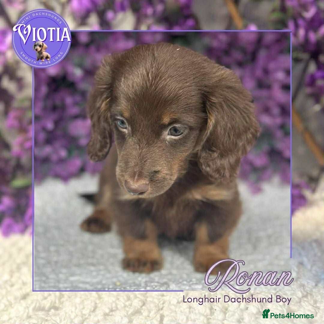 Miniature Dachshund dogs for sale: Gorgeous miniature dachshund babies long coats  - Image 2