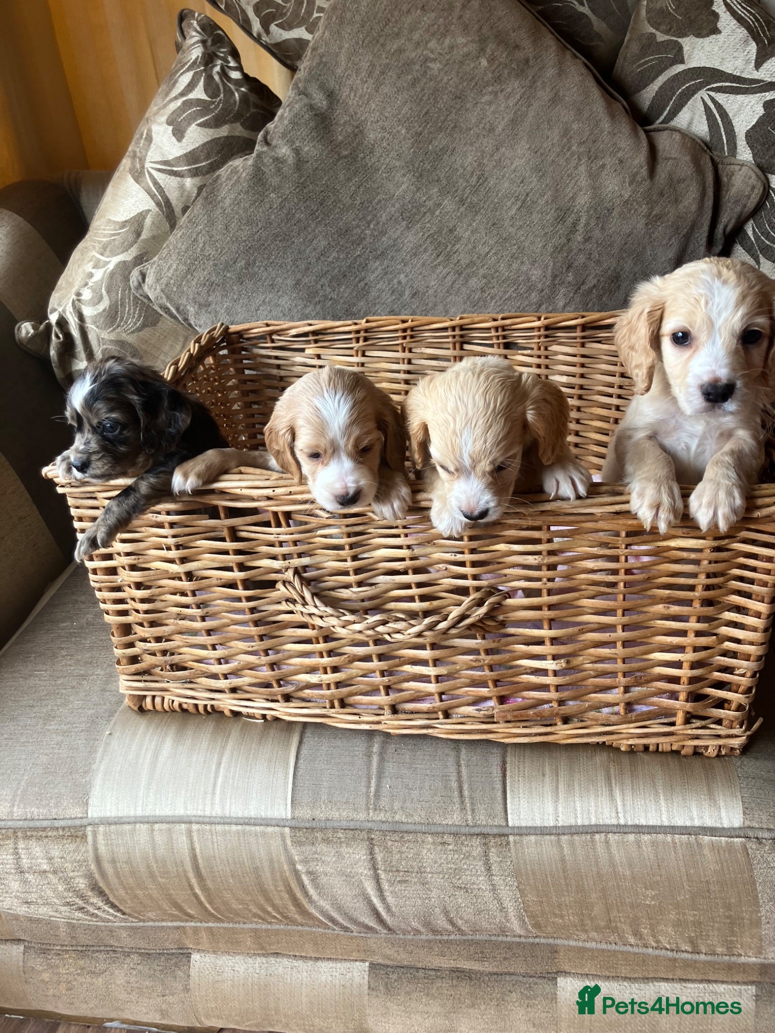 Cocker Spaniel dogs Cocker spaniel puppies 4 boys & 4 girls  - Advert 2