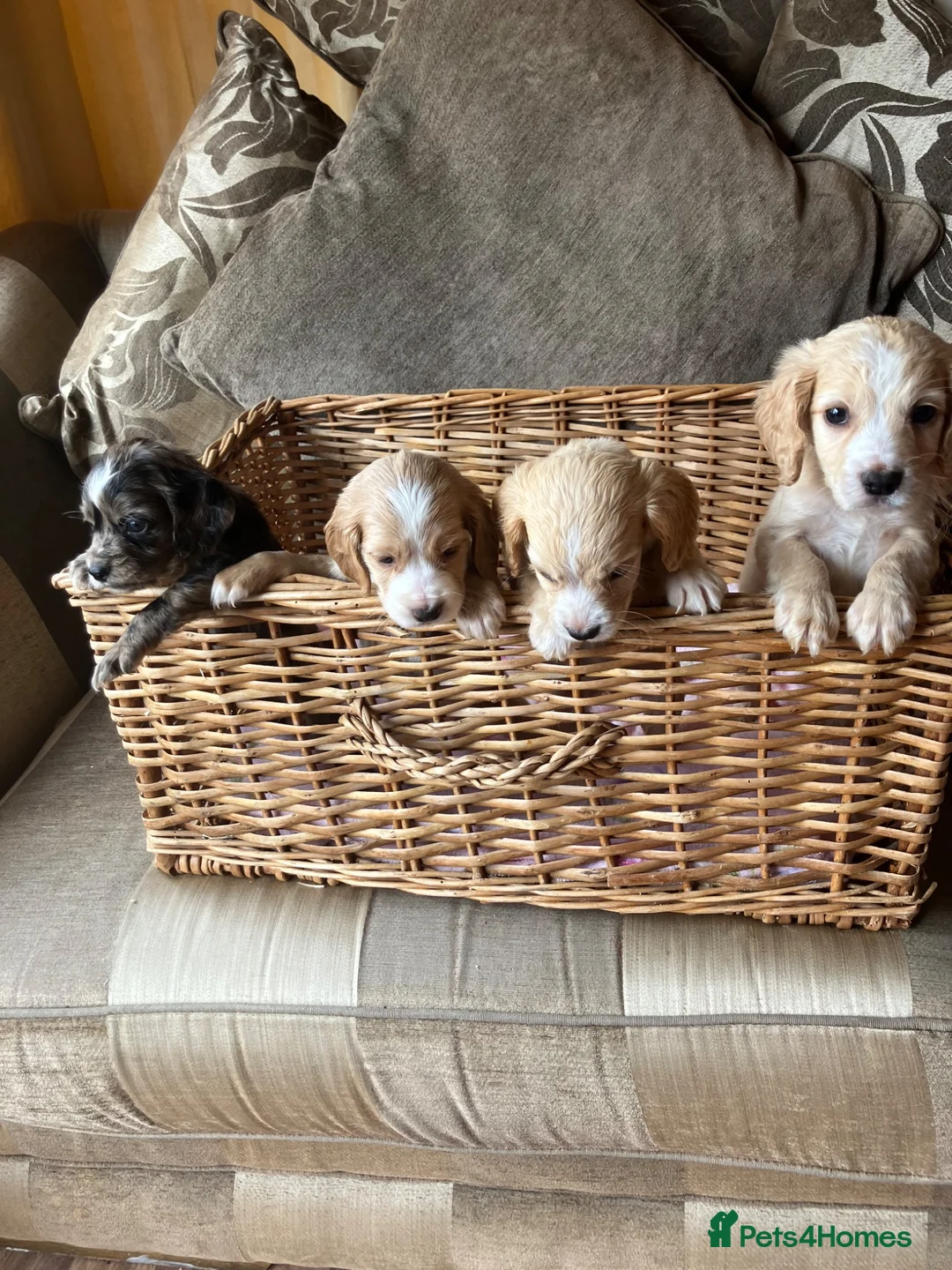 Cocker Spaniel dogs for sale: Cocker spaniel puppies 4 boys & 4 girls  in Bedlington - Advert 2