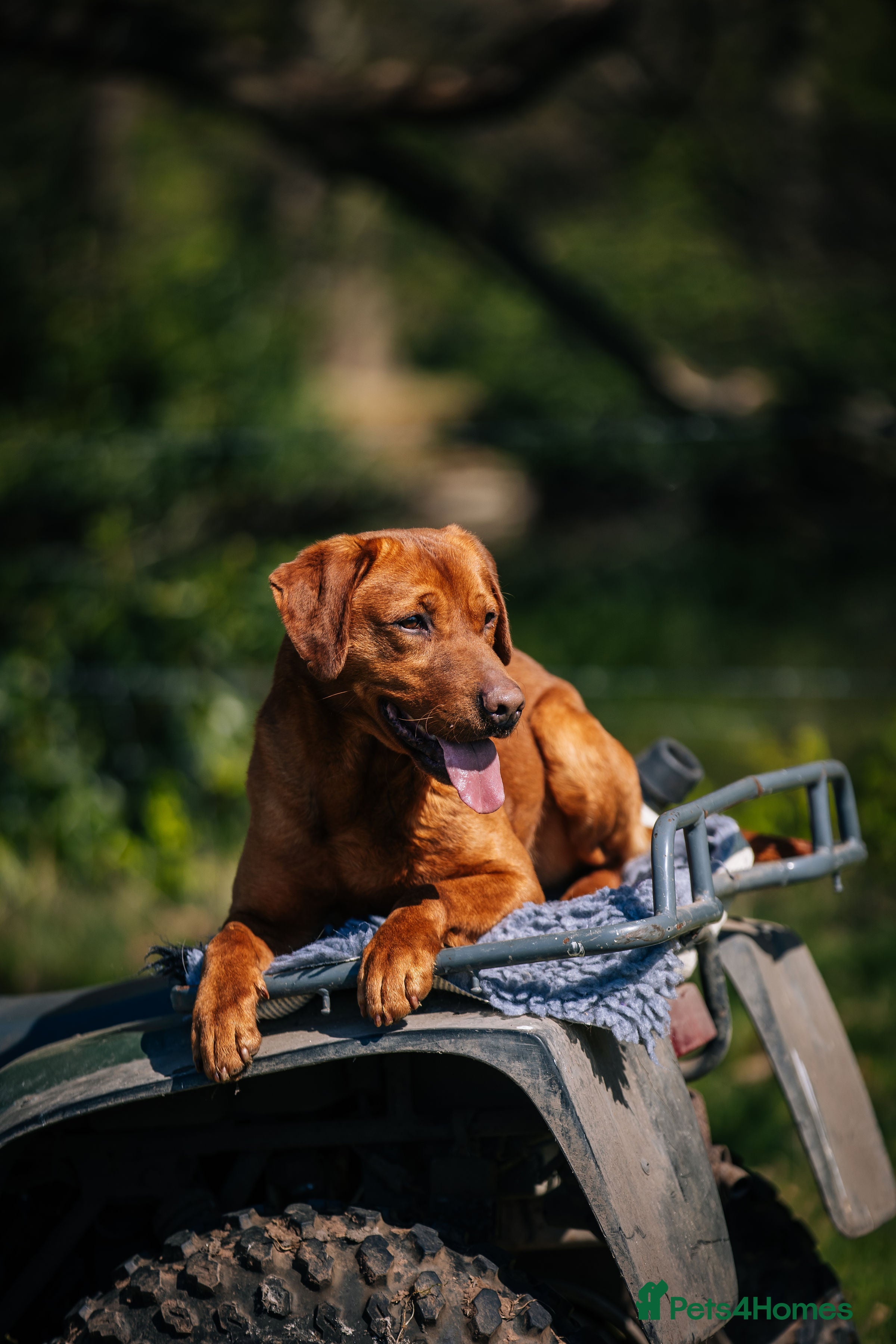 Labrador Retriever dogs Dark fox red lab KC reg fully health tested - Advert 1