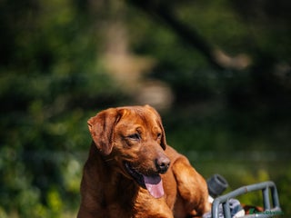 Labrador Retriever dogs Dark fox red lab KC reg fully health tested - Advert 2