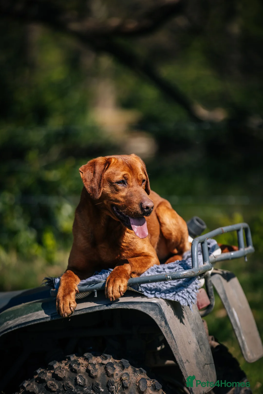 Labrador Retriever dogs for stud: Dark fox red lab KC reg fully health tested - Advert 1