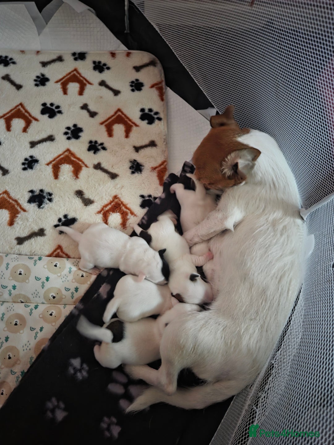 Jack Russell dogs for sale: Jack russell puppies - Advert 1