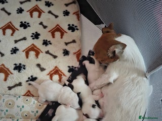 Jack Russell dogs Jack russell puppies - Advert 3