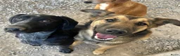 Mixed Breed dogs for adoption: Ted (German Shepherd mix) in Chesterfield - Advert 2