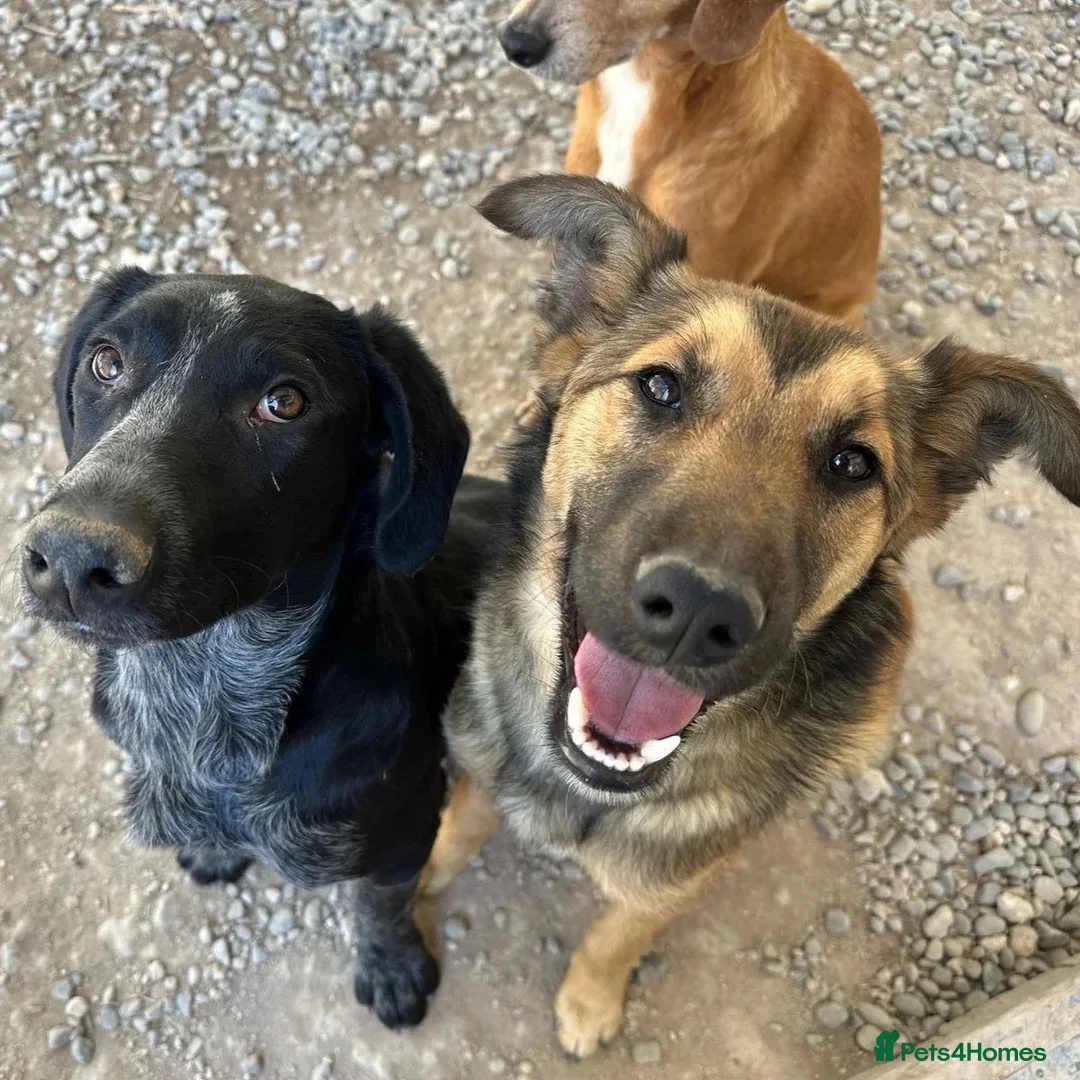 Mixed Breed dogs for adoption: Ted (German Shepherd mix) in Chesterfield - Advert 2
